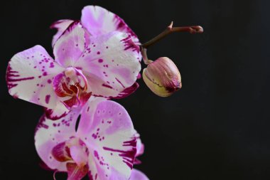 Siyah arkaplanda pembe orkide çiçekleri