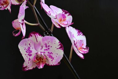 Siyah arkaplanda pembe orkide çiçekleri