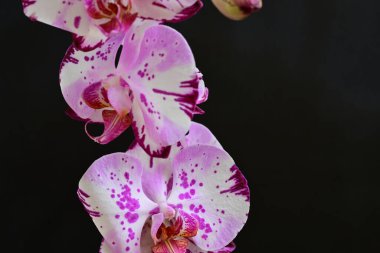 Siyah arkaplanda pembe orkide çiçekleri