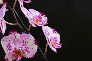 Siyah arkaplanda pembe orkide çiçekleri