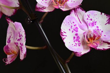 Siyah arkaplanda pembe orkide çiçekleri