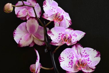 Siyah arkaplanda pembe orkide çiçekleri