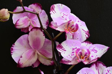 Siyah arkaplanda pembe orkide çiçekleri
