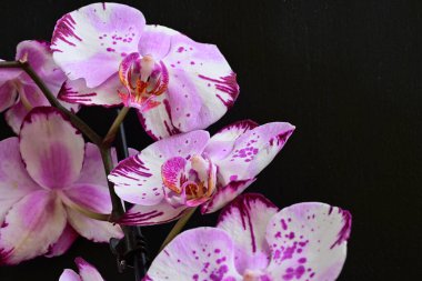 Siyah arkaplanda pembe orkide çiçekleri