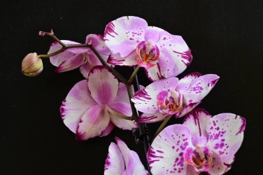 Siyah arkaplanda pembe orkide çiçekleri