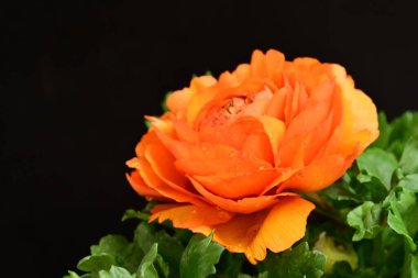 Siyah arkaplanda güzel bir ranunculus çiçeği 