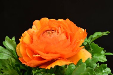 Siyah arkaplanda güzel bir ranunculus çiçeği 