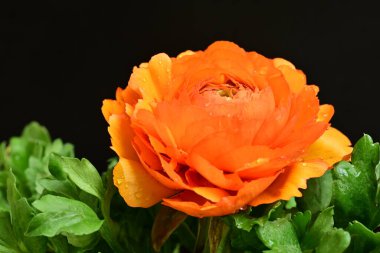 Siyah arkaplanda güzel bir ranunculus çiçeği 