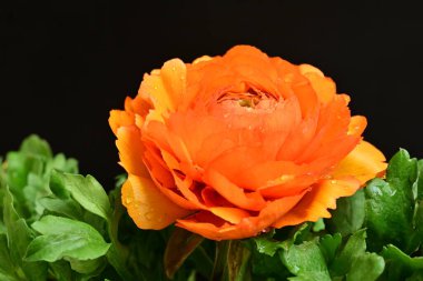 Siyah arkaplanda güzel bir ranunculus çiçeği 