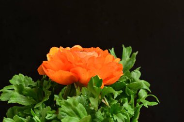 Siyah arkaplanda güzel bir ranunculus çiçeği 