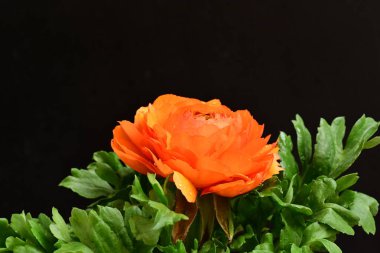 Siyah arkaplanda güzel bir ranunculus çiçeği 