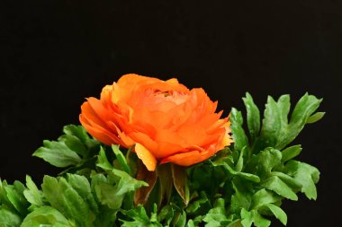 Siyah arkaplanda güzel bir ranunculus çiçeği 