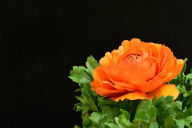 Siyah arkaplanda güzel bir ranunculus çiçeği 