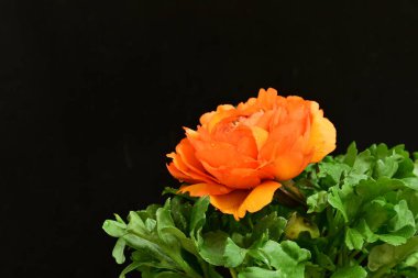 Siyah arkaplanda güzel bir ranunculus çiçeği 