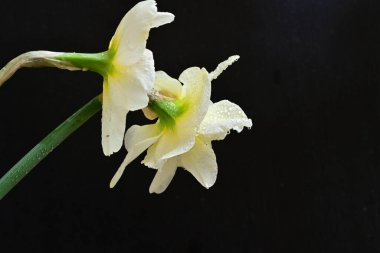 Siyah arkaplanda beyaz nergis çiçekleri