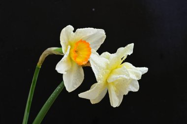 Siyah arkaplanda beyaz nergis çiçekleri