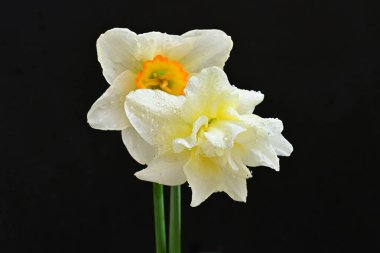 Siyah arkaplanda beyaz nergis çiçekleri