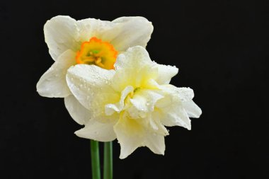 Siyah arkaplanda beyaz nergis çiçekleri