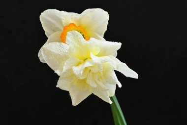 Siyah arkaplanda beyaz nergis çiçekleri