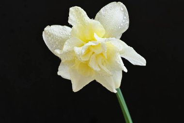 Beyaz nergis çiçeğini kapat. 