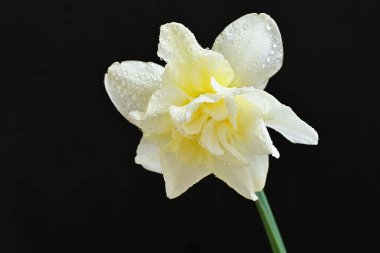 Beyaz nergis çiçeğini kapat. 