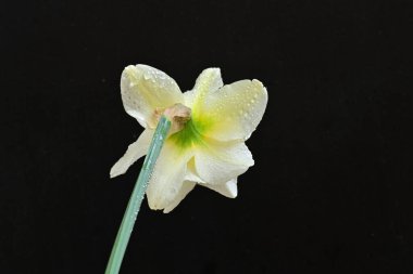 Beyaz nergis çiçeğini kapat. 