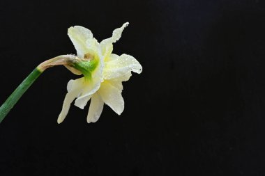 Beyaz nergis çiçeğini kapat. 