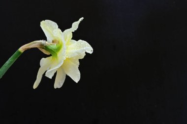 Beyaz nergis çiçeğini kapat. 