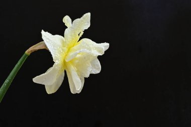 Beyaz nergis çiçeğini kapat. 