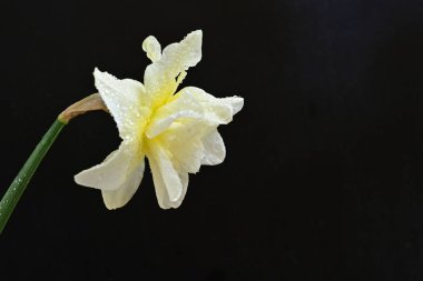 Beyaz nergis çiçeğini kapat. 