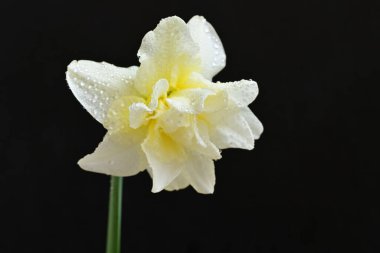 Beyaz nergis çiçeğini kapat. 