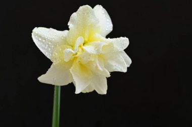 Beyaz nergis çiçeğini kapat. 