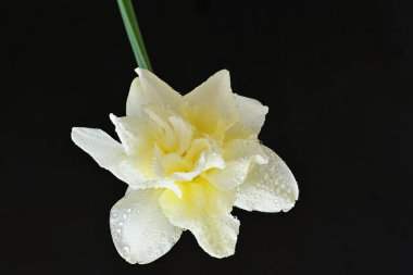 Beyaz nergis çiçeğini kapat. 