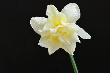 Beyaz nergis çiçeğini kapat. 