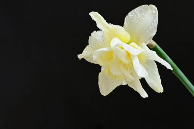 Beyaz nergis çiçeğini kapat. 