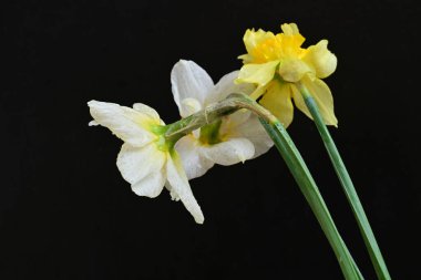 Siyah arkaplanda beyaz nergis çiçekleri