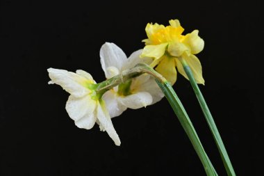 Siyah arkaplanda beyaz nergis çiçekleri