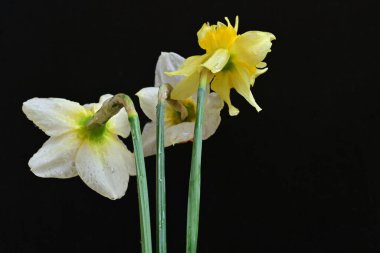 Siyah arkaplanda beyaz nergis çiçekleri