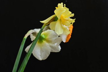 Siyah arkaplanda beyaz nergis çiçekleri