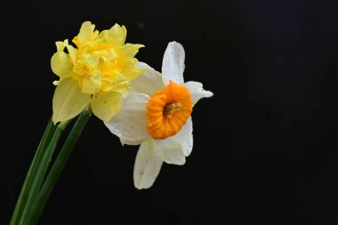 Siyah arkaplanda beyaz nergis çiçekleri