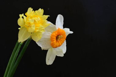 Siyah arkaplanda beyaz nergis çiçekleri