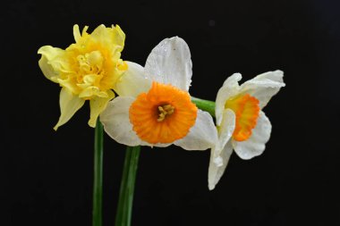 Siyah arkaplanda beyaz nergis çiçekleri