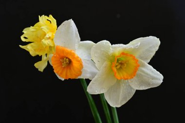 Siyah arkaplanda beyaz nergis çiçekleri