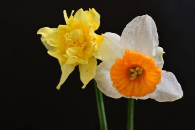 Siyah arkaplanda beyaz nergis çiçekleri