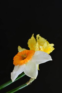 Siyah arkaplanda beyaz nergis çiçekleri