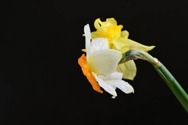 Siyah arkaplanda beyaz nergis çiçekleri