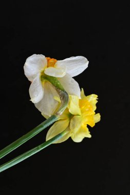 Siyah arkaplanda beyaz nergis çiçekleri