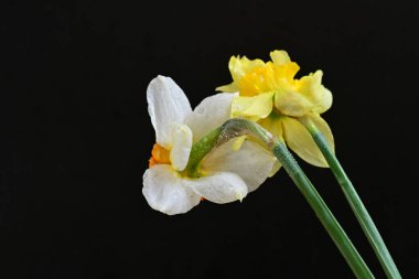 Siyah arkaplanda beyaz nergis çiçekleri