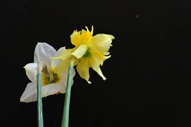 Siyah arkaplanda beyaz nergis çiçekleri