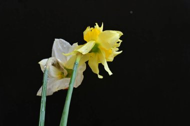 Siyah arkaplanda beyaz nergis çiçekleri